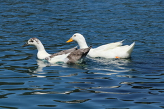 Anas platyrhynchos domesticus