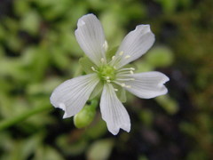 Dionaea muscipula