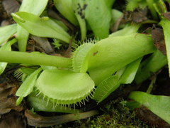 Dionaea muscipula