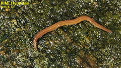 Australopacifica