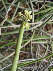 Cynanchum viminale viminale