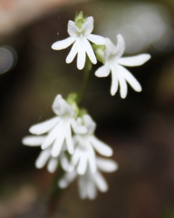 Holothrix parviflora