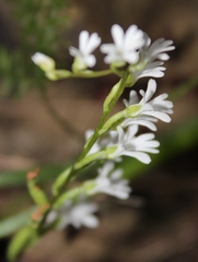 Holothrix parviflora