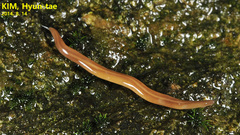 Australopacifica