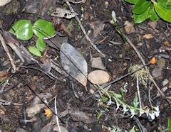 Holothrix parviflora