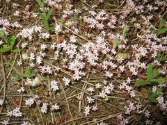 Sedum arenarium