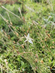 Nicotiana repanda
