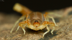 Parabuthus stridulus