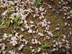 Sedum arenarium