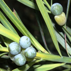Podocarpus elongatus