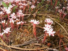 Sedum arenarium