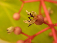 Medinilla multiflora