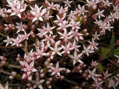 Sedum arenarium