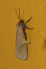 Virbia semirosea