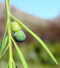 Podocarpus elongatus