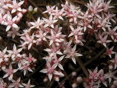 Sedum arenarium