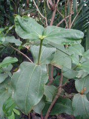 Medinilla scortechinii