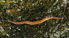 Australopacifica