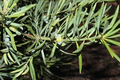 Podocarpus elongatus