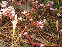 Sedum arenarium