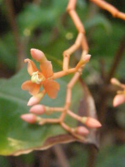 Medinilla scortechinii