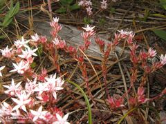 Sedum arenarium