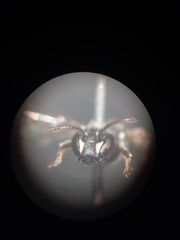 Hylaeus hyalinatus