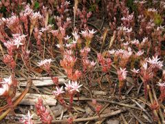 Sedum arenarium