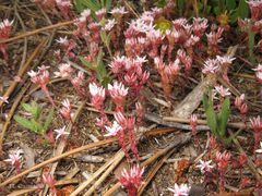 Sedum arenarium