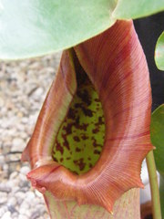 Nepenthes truncata