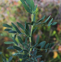 Notobubon laevigatum