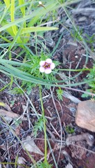 Diascia elongata
