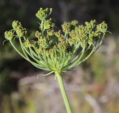 Notobubon laevigatum