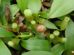 Nepenthes bokorensis