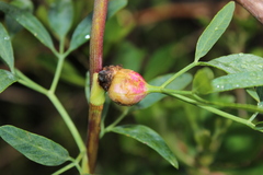 Notobubon laevigatum