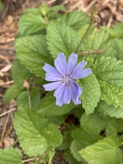 Cichorium intybus