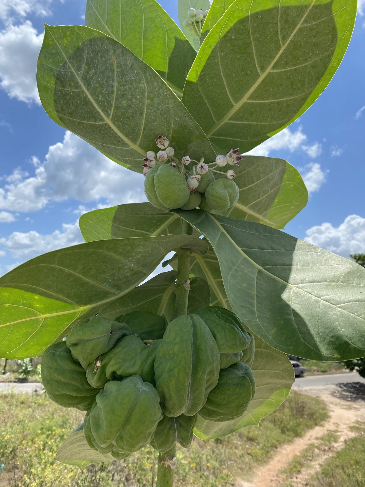 Calotropis procera