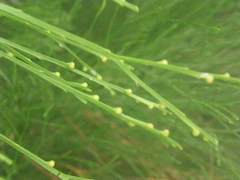 Psilotum