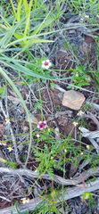 Diascia elongata