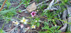 Diascia elongata