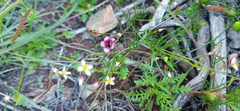 Diascia elongata
