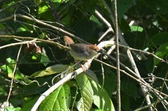 Cisticola anonymus