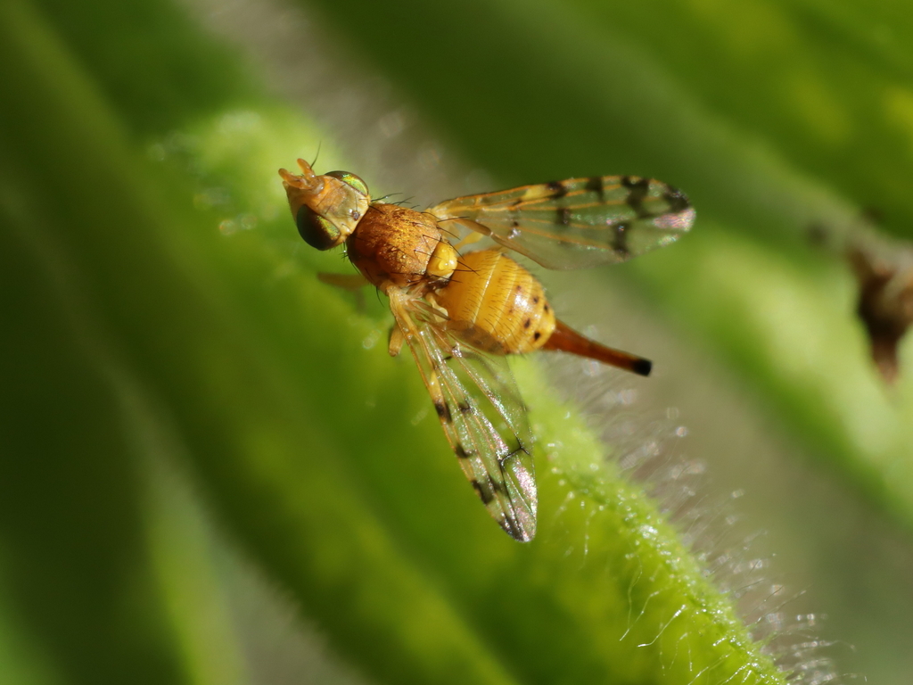 Myopites stylatus