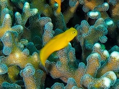 Ecsenius lividanalis