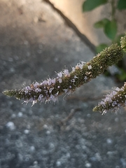Mentha longifolia
