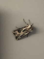 Agrotis vestigialis