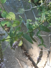 Mentha longifolia