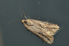Crambodes talidiformis