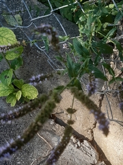 Mentha longifolia