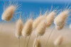 Bunnytail Grasses - Photo (c) HervÃ© BRY, some rights reserved (CC BY-NC-SA)